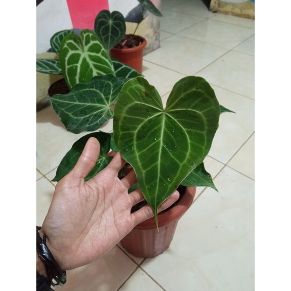 anthurium queen clarinervium