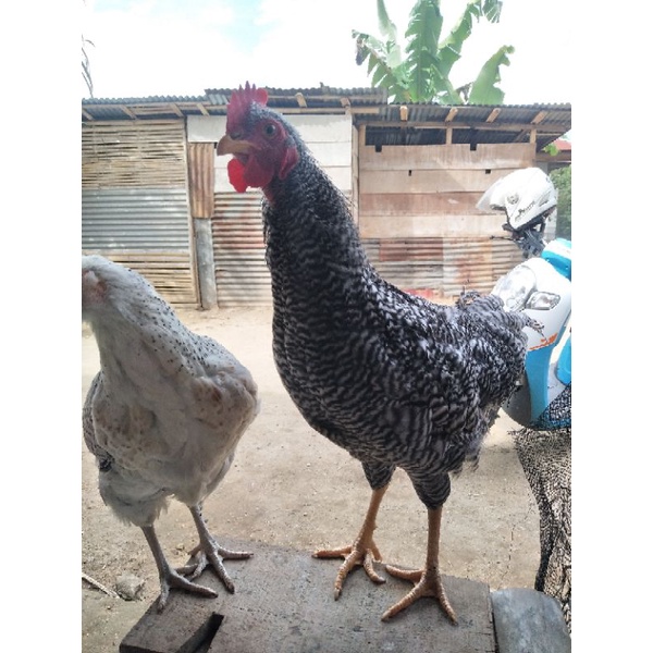 

TELUR Ayam Australorp Ori x barred rock Ori