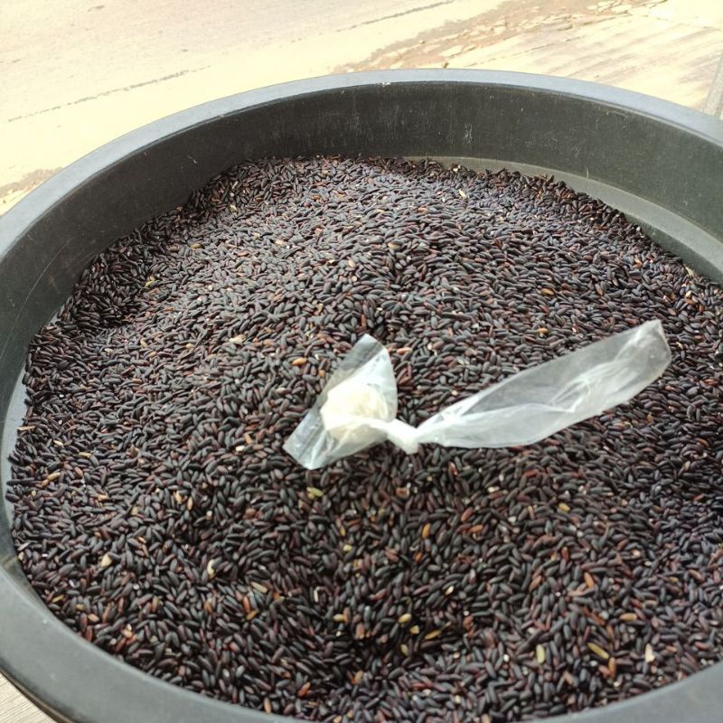 

Ketan hitam Berkwalitas