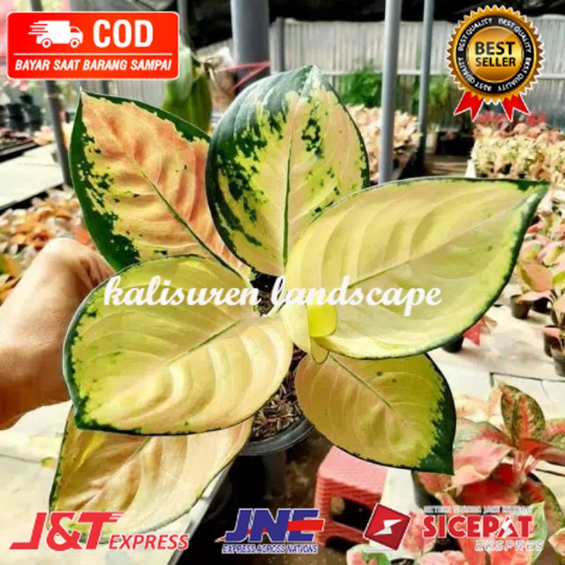 aglonema sultan Brunei anakan/aglonema sultan brunei beby ( TERLARIS )