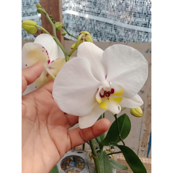 anggrek knop mekar+ paska afkir