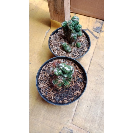 Kaktus Cereus Cristata