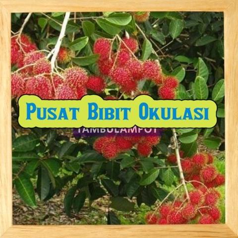 Paling Laris Bibit Tanaman Buah Rambutan Rapiah Okulasi Stek Cangkok EE22