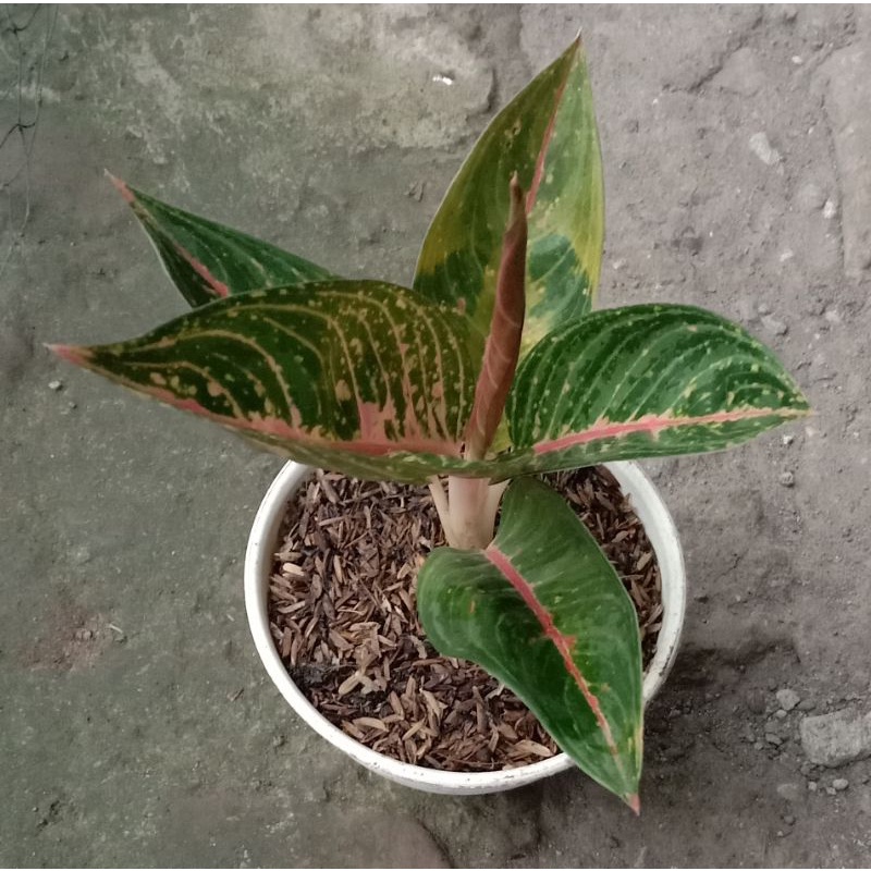 aglonema green legacy