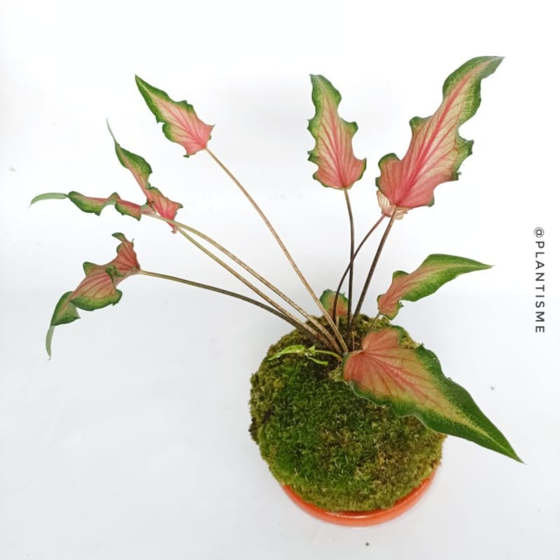 Mossball - Caladium Red Devil Keladi Keris
