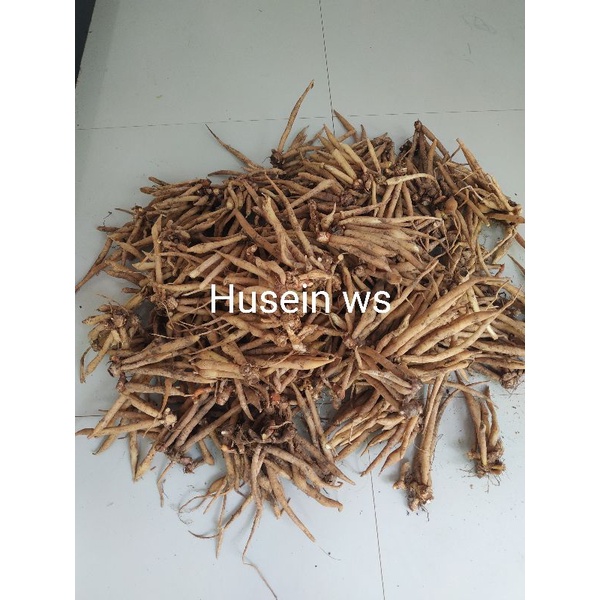 Temu kunci segar rimpang temu kunci 1kg