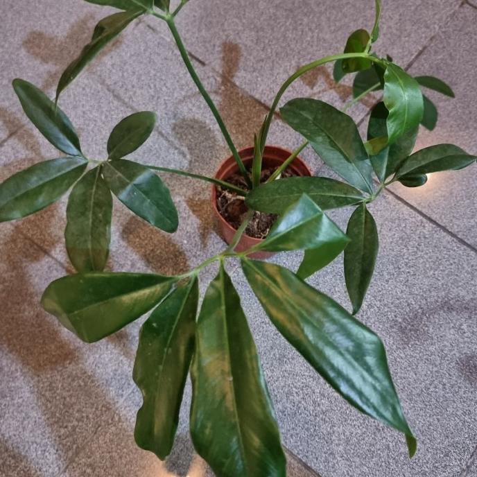 Philodendron Goeldii unik bentuk daunnya sz MINIMALIS