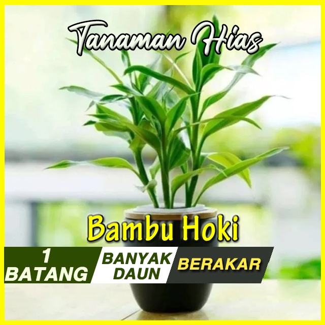 Bambu Hoki Varigata