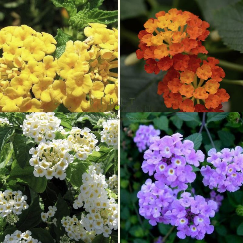 Bibit Tanaman Hias Bunga Lantana Kondisi Berbunga Tanaman Hias Lantana Rimbun