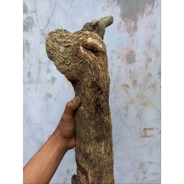 Stekan bougenville batang besar(Hawai merah fanta)