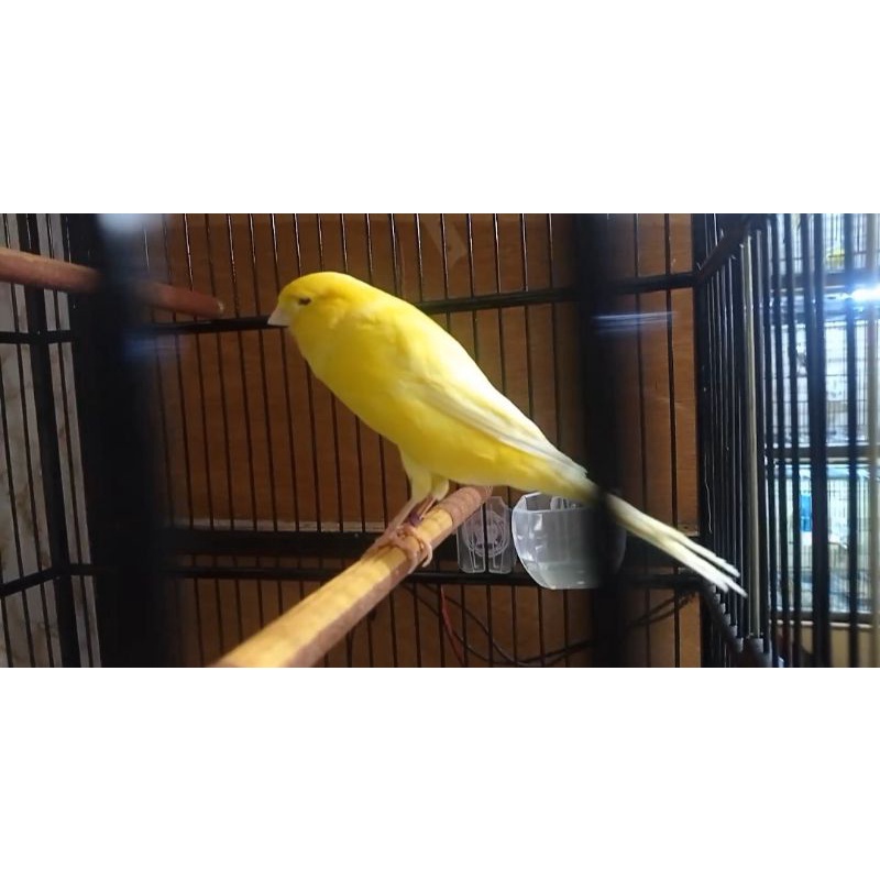 KENARI YORKSHIRE JANTAN (03)