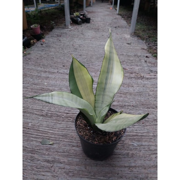 Sansevieria Moonshine Variegata