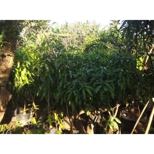 Pohon Mangga Irwin Siap Buah Tinggi 1,6 Meter Asli