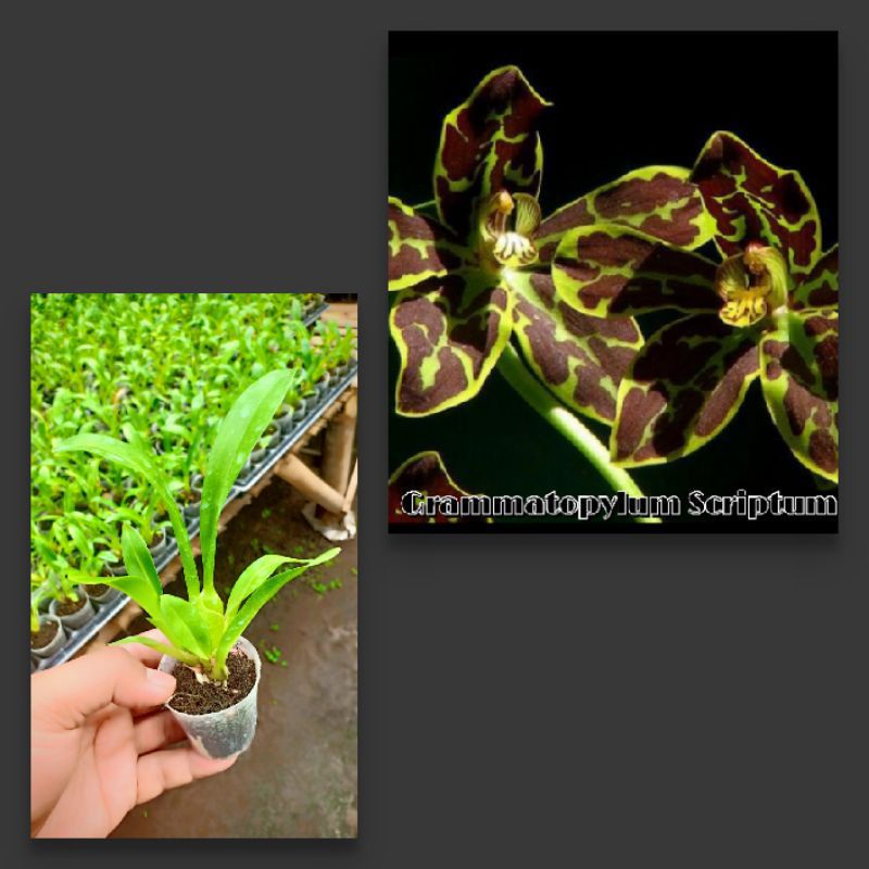 Tanaman hias Seedling Anggrek Gramma Scriptum