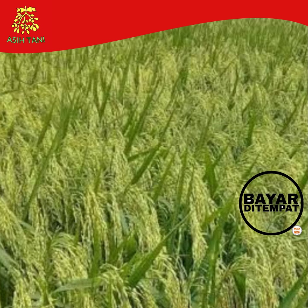 Benih Padi Unggul MSP Sertani 14 Bibit 5 kg Berkualitas