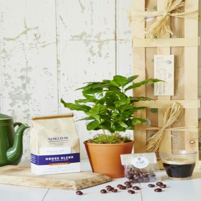 Bibit Tanaman Buah - Kopi Robusta Lampung