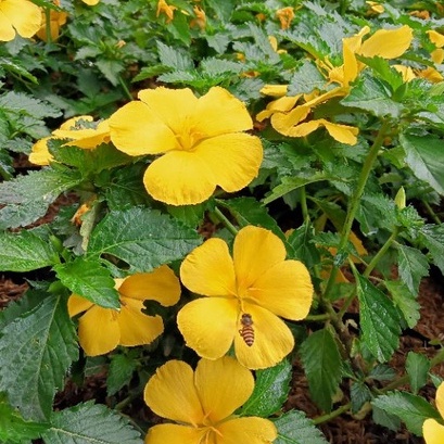 Jual Bibit Bunga Yolanda Kuning / Bunga Pukul 8 Kuning untuk pakan ...