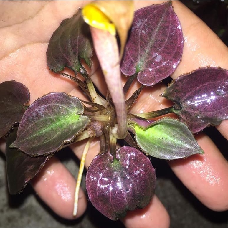 Cryptocoryne Aura Sanggau Habitat 1 Pcs