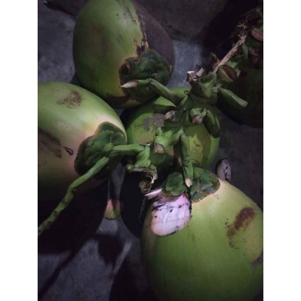 

KELAPA IJO BELAH ORIGINAL