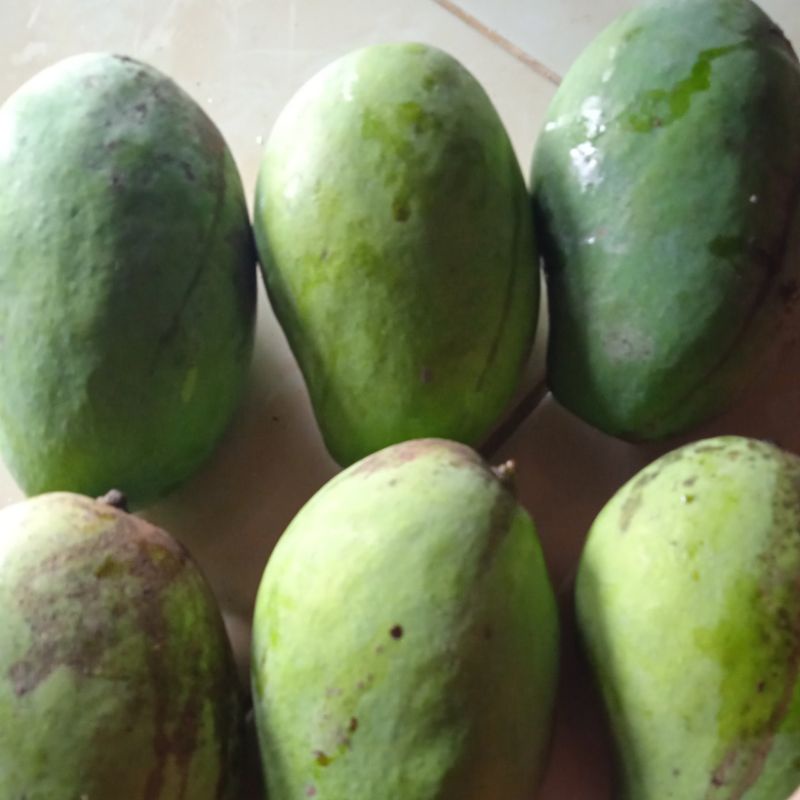 

MANGGA GADUNG