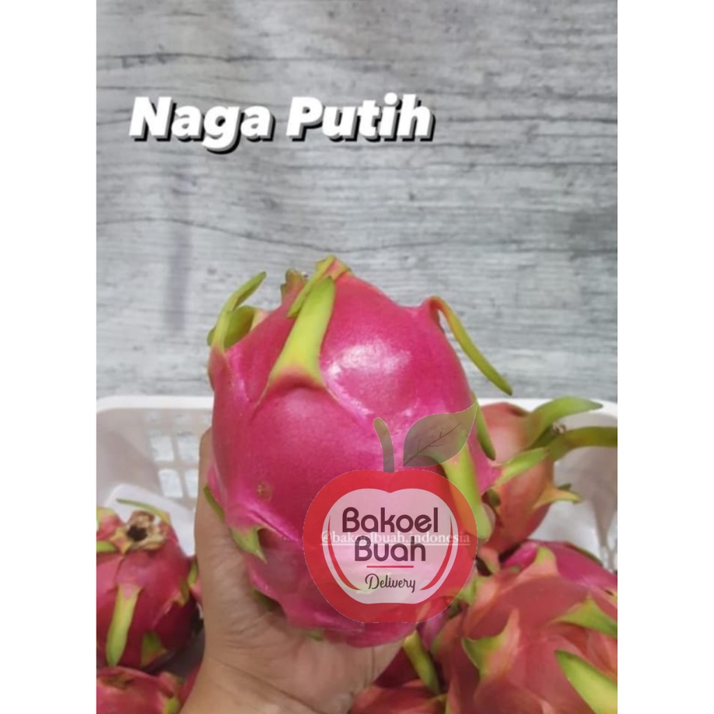 

Buah Naga Putih Organik / Kg