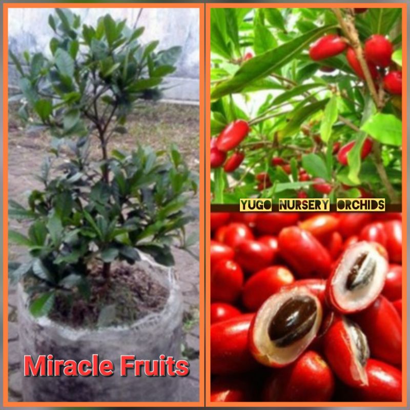 Jual Tanaman Buah Miracle Fruits Buah Ajaib Sebagai Obat Buah Mirakel