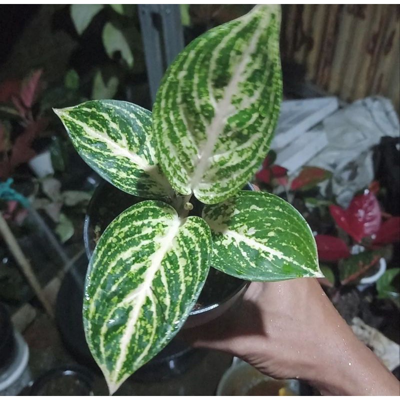 Aglonema widuri putih remaja