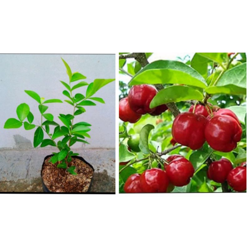 tanaman Barbadose Cherry sianci manis