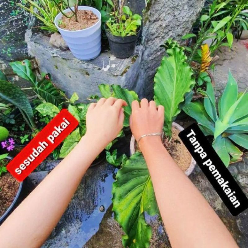 BEDDA LOTONG BUBUK || LULUR VIRAL ASLI BUGIS 50gr