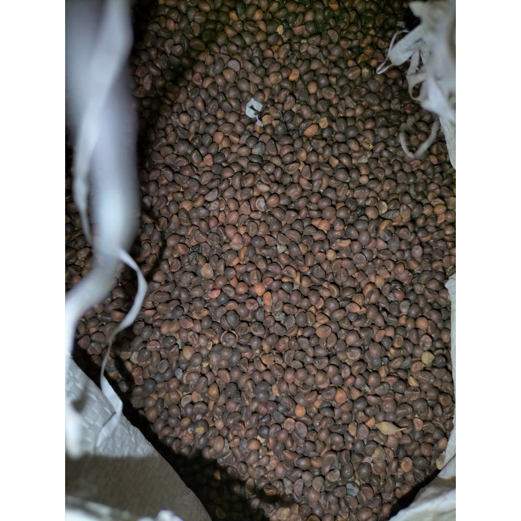 bibit kangkung curah