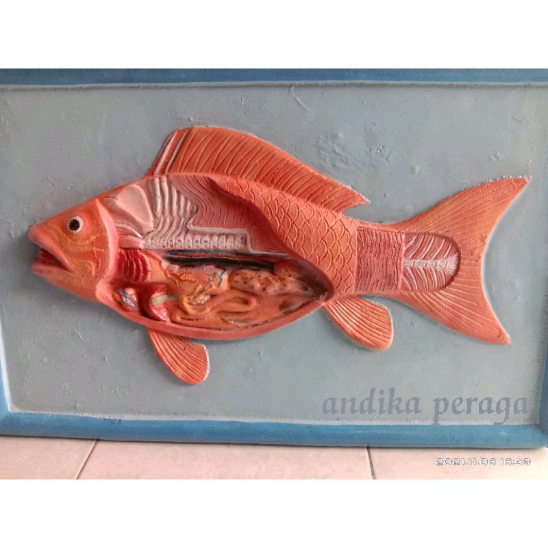 

ikan alat peraga pendidikan model penampang ikan