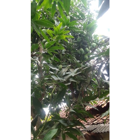 

BUAH MANGGA HARUM MANIS INDRAMAYU