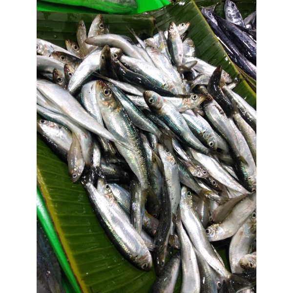 ikan kersmon