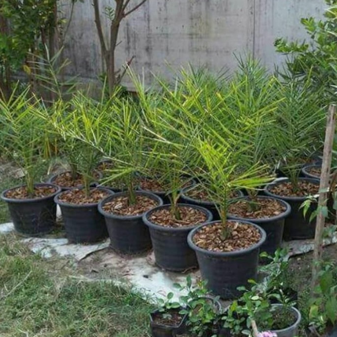 Pohon kurma -bibit Tanaman pohon buah Kurma valid