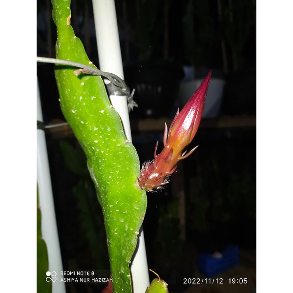 wijaya kusuma hibrid