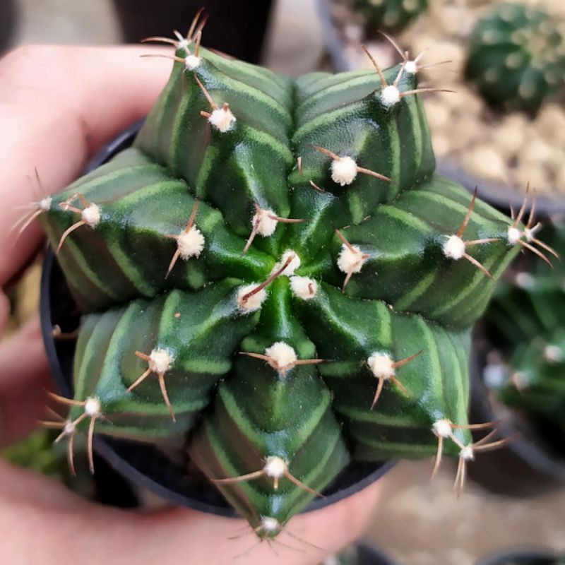 Kaktus Gymno Miha Hybrid Seedling