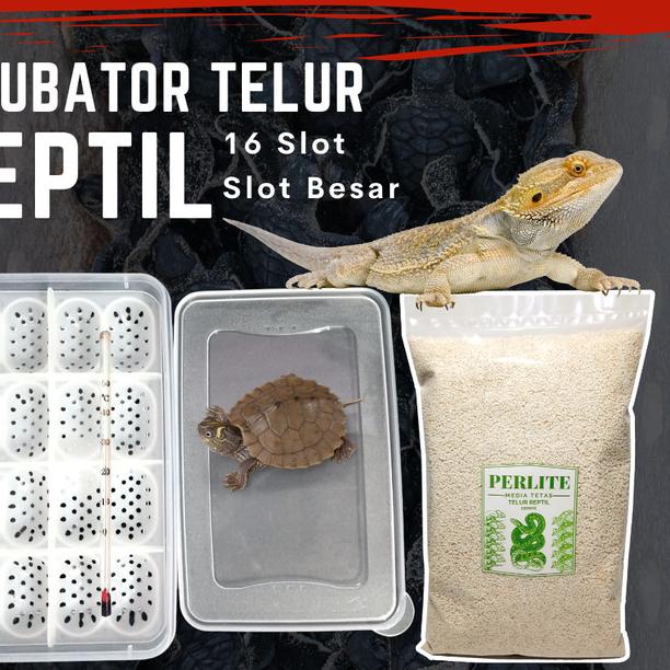 Inkubator Reptil Telur Incubator Egg Gecko Ular Kura Kadal Reptile Egg - Incubator saja