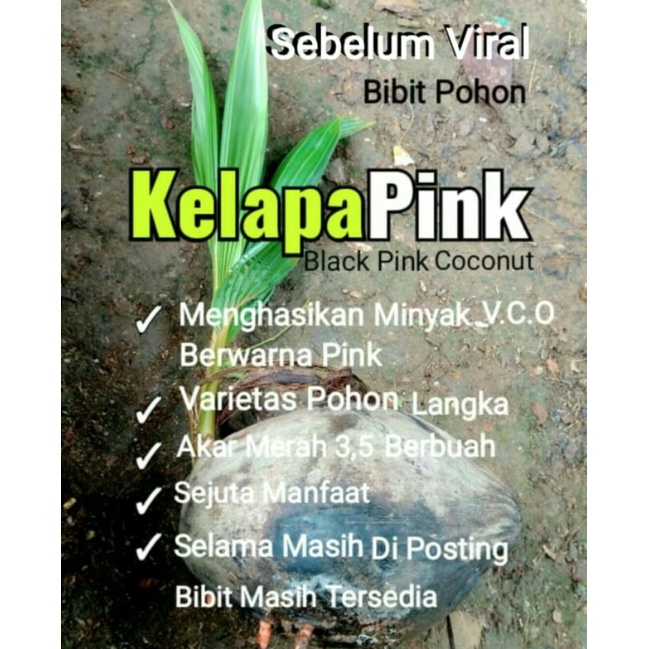 Kelapa Pink | Bibit Kelapa Pink | Varietas Langka | Bibit kelapa cemani | Bibit kelapa cm | bibit ke