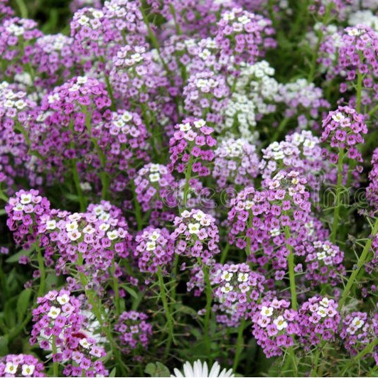 Jual Biji Benih Bunga Alyssum Royal Carpet Seed Isi Biji Bunga