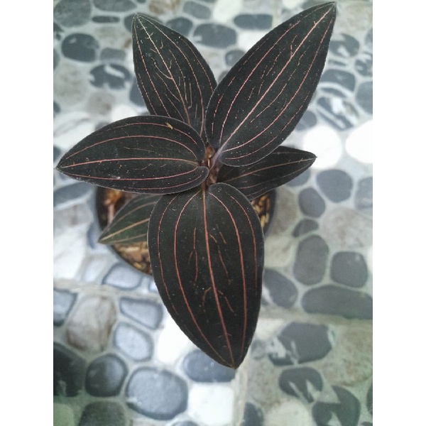 Tanaman hias Ludisia discolor sp