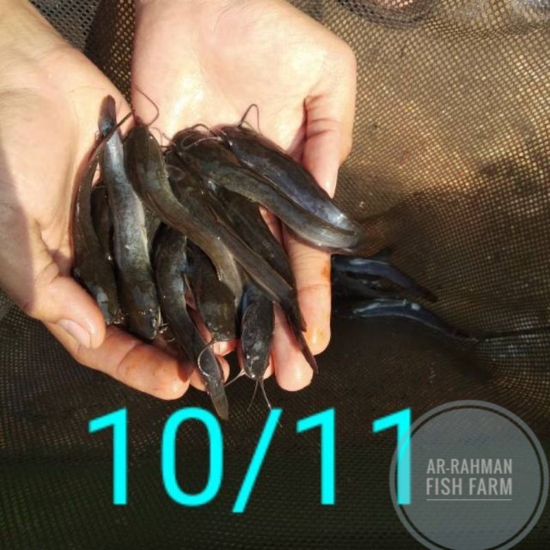 Bibit lele Sangkuriang 10 11cm