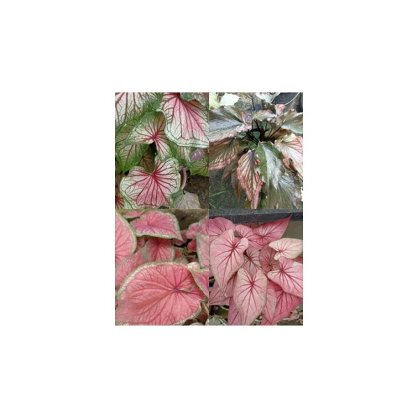 Umbi Keladi/Caladium Thailand