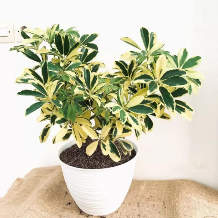 Tanaman hias wali songo varigata/tanaman wali songo/pohon wali songo