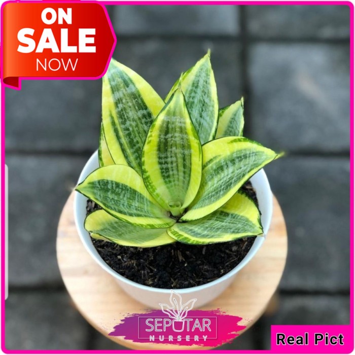 (BISA COD) sansivera golden honey - tanaman hias sansivera golden honey