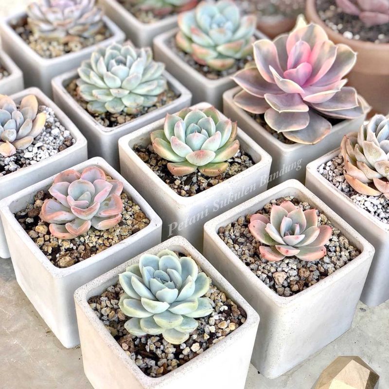 Tanaman hias sekkulen asli Bandung tanaman hias cantik merona