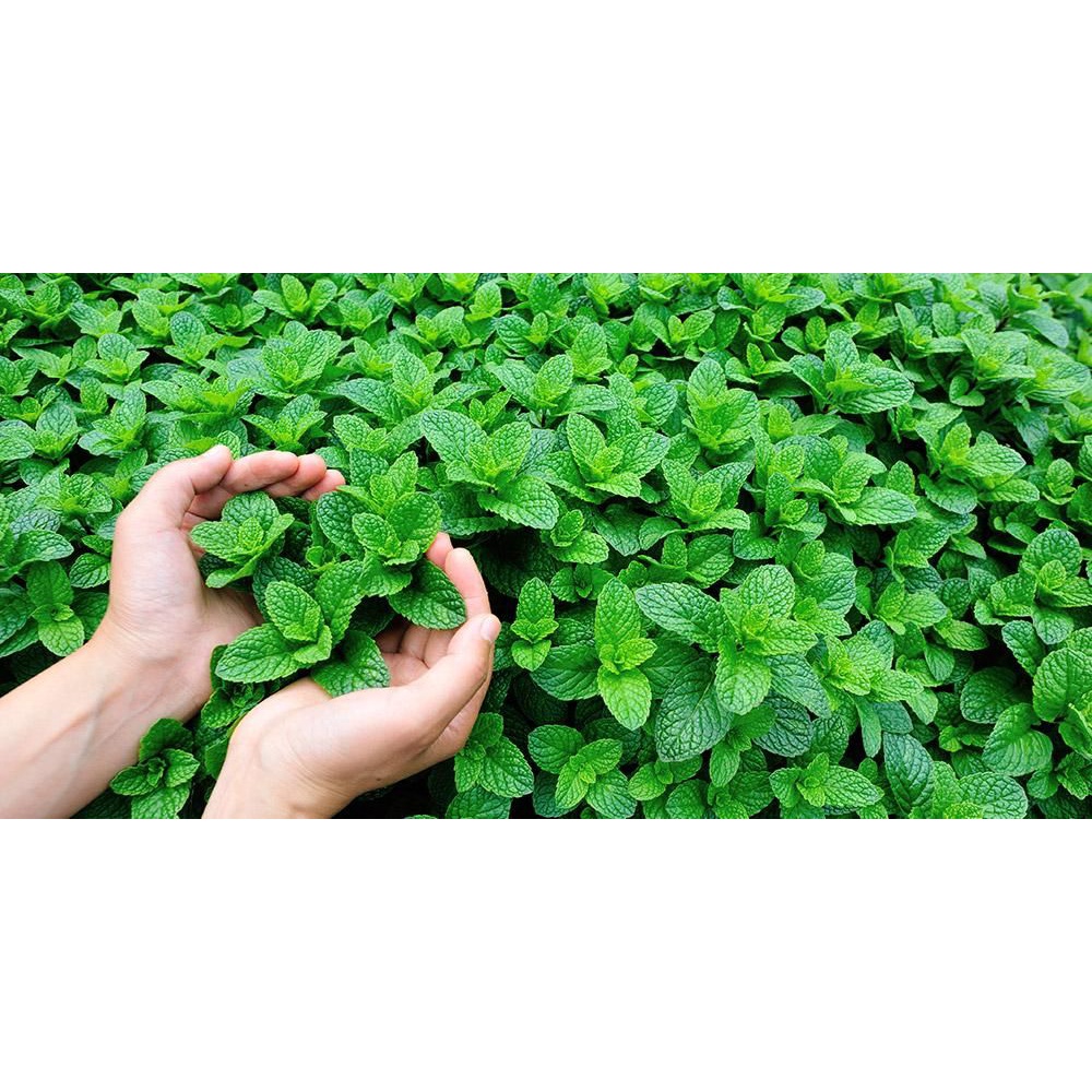 daun mentol peppermint mint pepper asli leaf 100g 100 g kesehatan tea