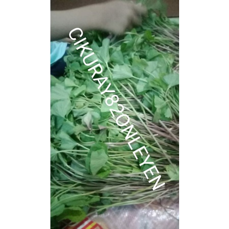 

daun pegangan/antanan 250grm