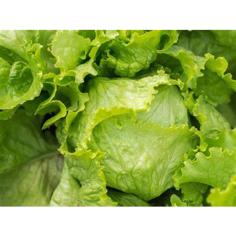 50 Benih Lettuce/ Selada HEAD KANITA F1/ Selada Kepala/ Selada Krop Kualitas Unggul