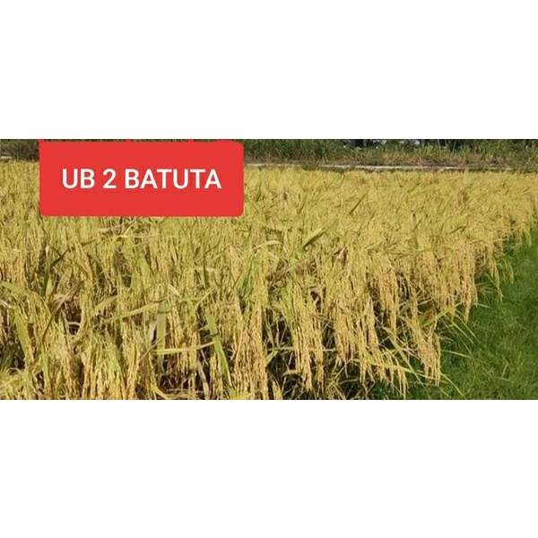 Benih Bibit Padi Unggul UB2 Batuta 5kg Asli Aceh Berkualitas