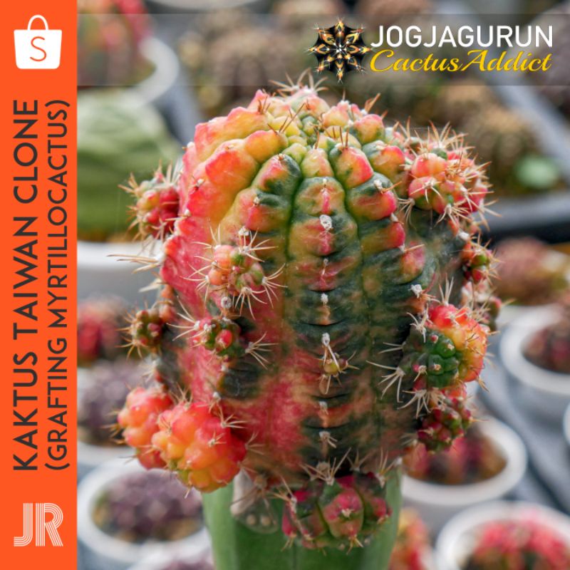 Kaktus Taiwan Clone Grafting Myrtillocactus